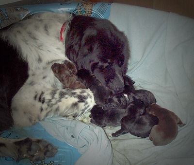 Mom and Pups